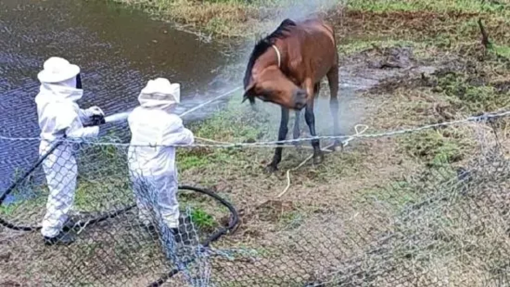 Éguas morrem após ataque de abelhas em SC