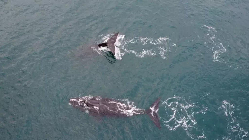 Visitantes majestosos: Pares de baleias-francas são avistados em Florianópolis