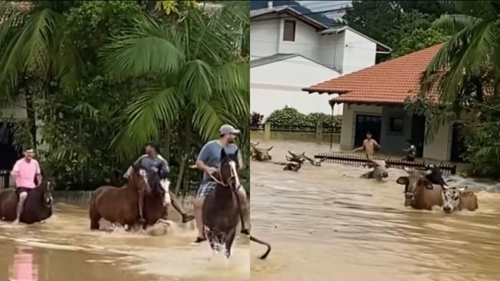Moradores se arriscam para salvar animais na enchente: "ninguém fica para trás"