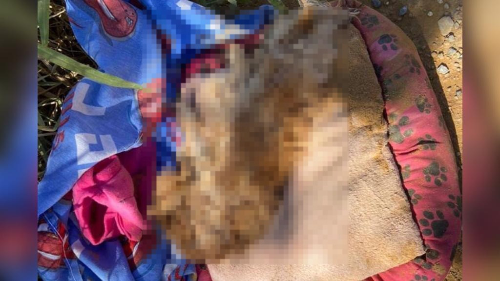 CRUELDADE:  Cachorro caramelo é encontrado abandonado e com cabeça esmagada em Tijucas