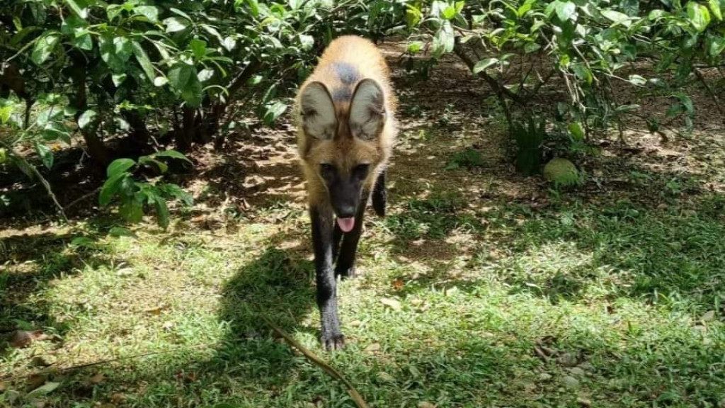Filhote de cachorro se transforma em lobo-guará ameaçado de extinção e ganha novo lar em SC
