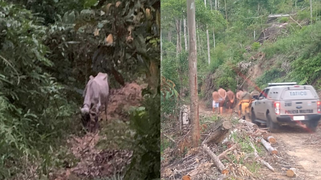 Animal em situação de maus-tratos é resgatado em Itapema após farra do boi