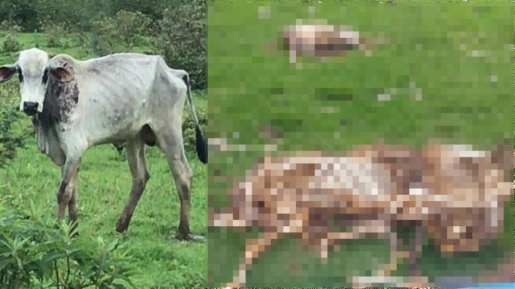 "CAMPO DA MORTE": O abandono e a crueldade com animais em pasto entre Tijucas e Porto Belo