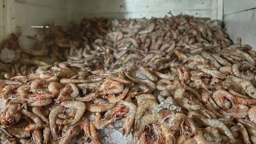 Carga de 1,5 tonelada de camarão-rosa ilegal é apreendida no Litoral Norte de SC