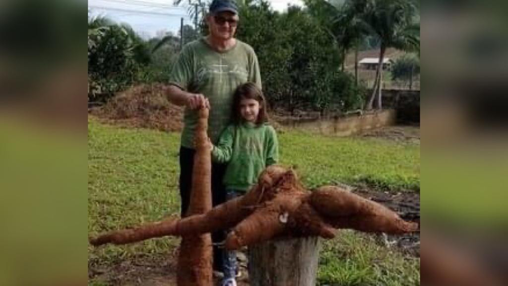 Idoso colhe mandioca gigante com mais de 45kg em SC