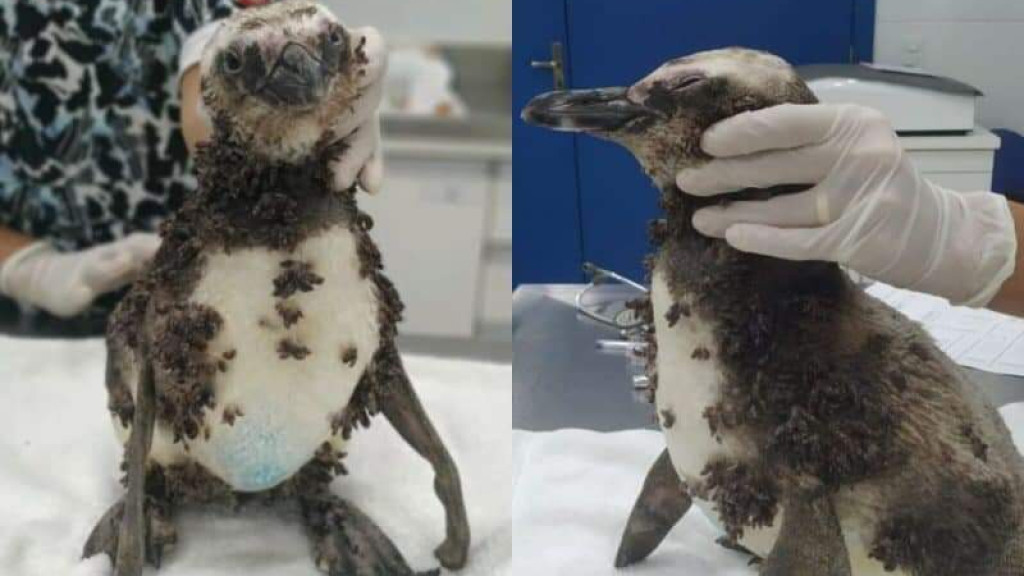 Pinguim é encontrado perdido em praia de SC durante o carnaval