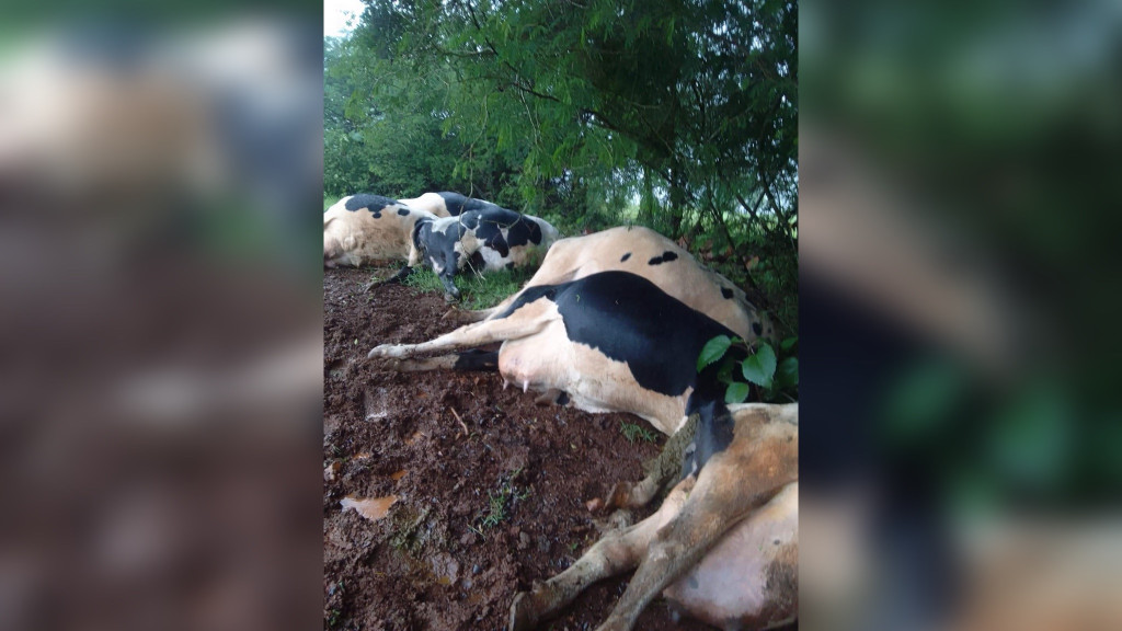 Raio mata sete vacas e causa prejuízo de R$ 70 mil em SC