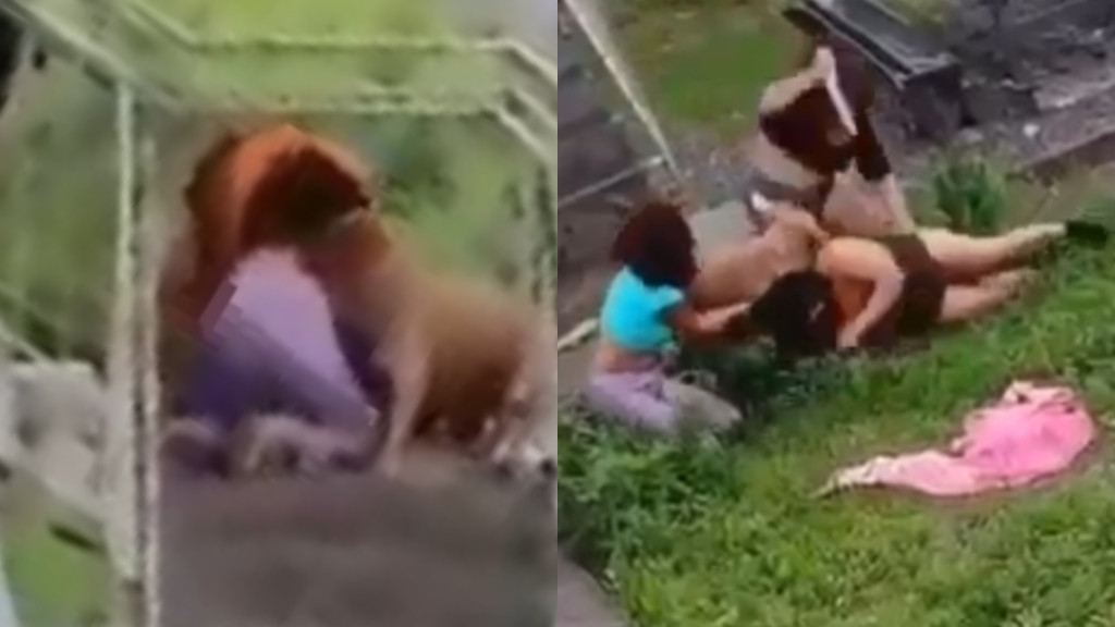 VÍDEO: Criança e cachorro caramelo presenciam briga de facas entre mulheres em Itajaí