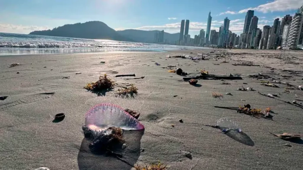 ALERTA: Caravelas-portuguesas aparecem na orla da praia de Balneário Camboriú