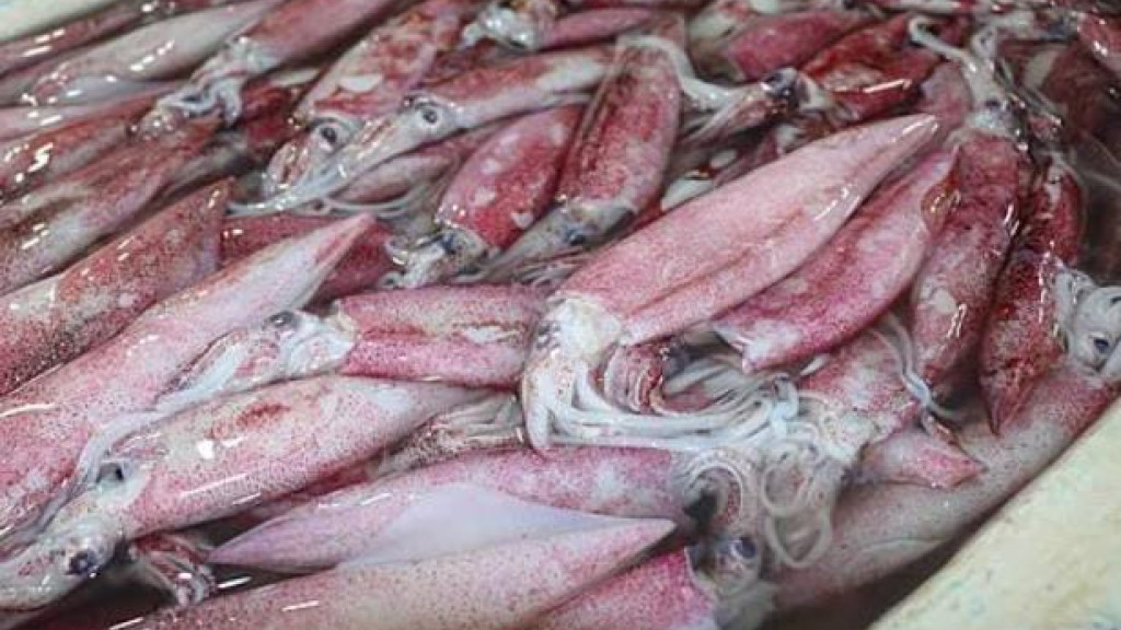 Pesca de lula em Santa Catarina é liberada pelo Governo