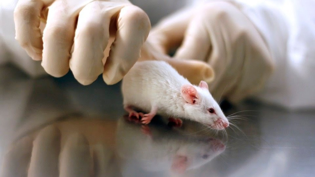 Cientistas curam camundongos com câncer de mama