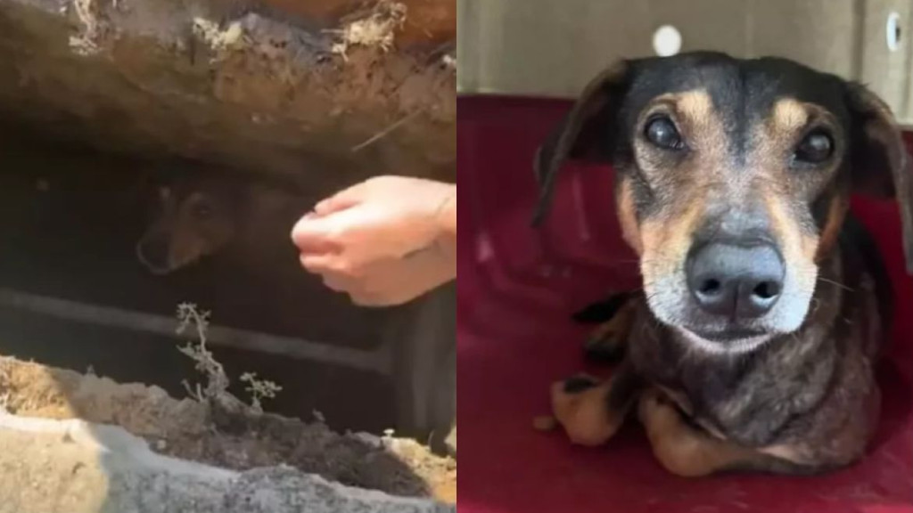 Vídeo: Cachorro triste e assustado é resgatado dentro de bueiro por populares