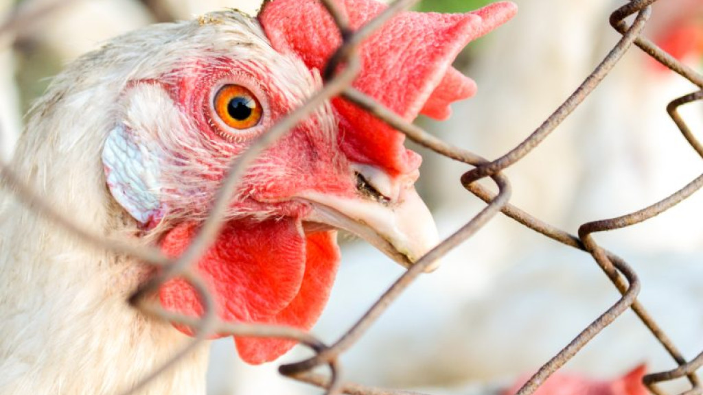 OMS confirma primeira morte pela variante H5N2 da gripe aviária