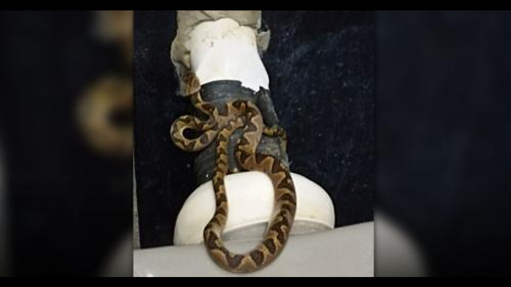 Mulher leva susto ao encontrar cobra em vaso sanitário em banheiro de residência