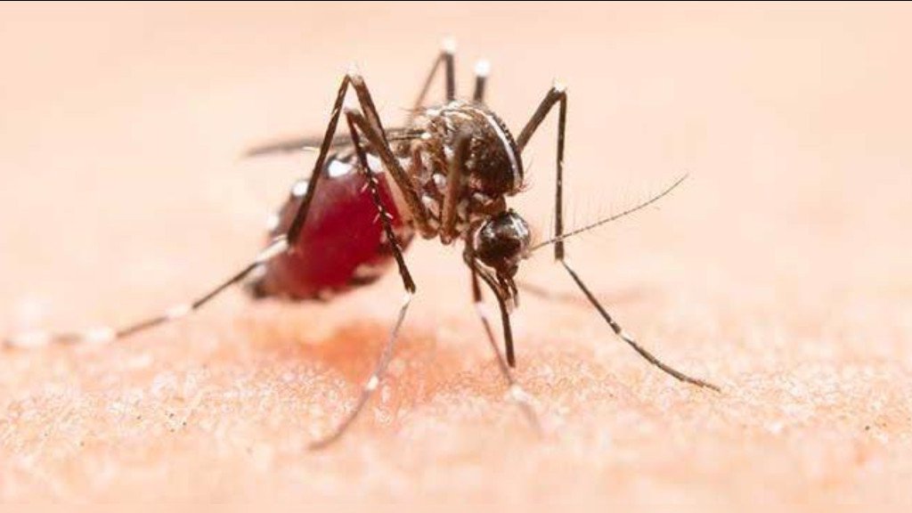 Dengue faz sexta vítima fatal em Joinville em 2024
