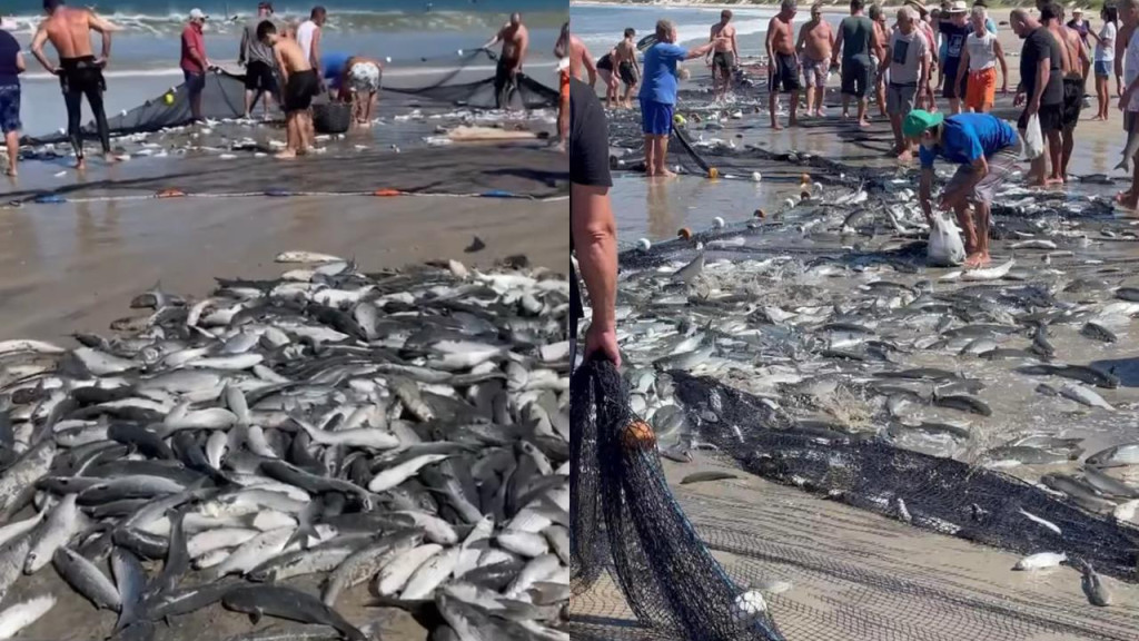 VÍDEO: Pescadores comemoram após capturar milhares de tainhas, em Florianópolis