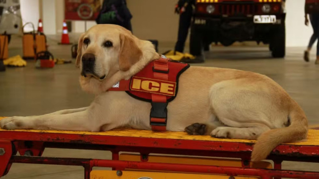 Emoção e respeito: Bombeiros de SC se despedem do cão de busca Ice