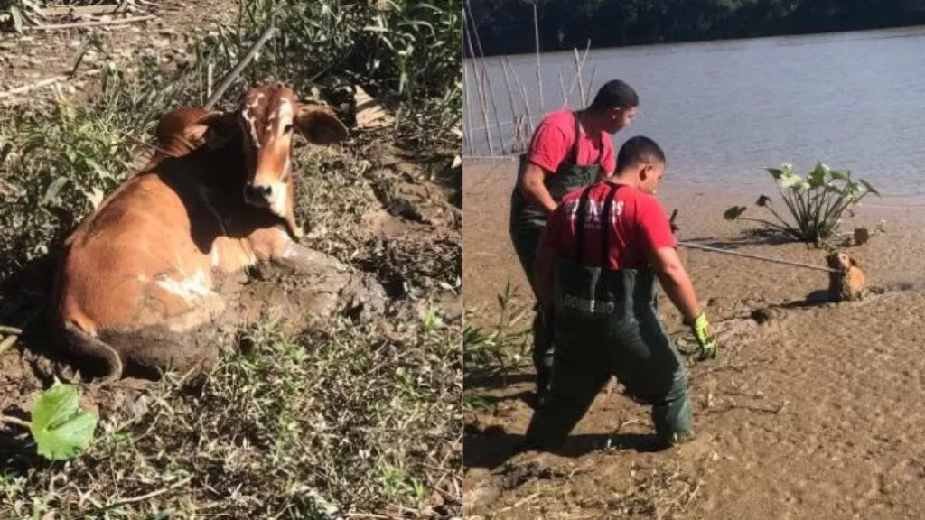 Bombeiros voluntários resgatam cão e vaca atolados em SC