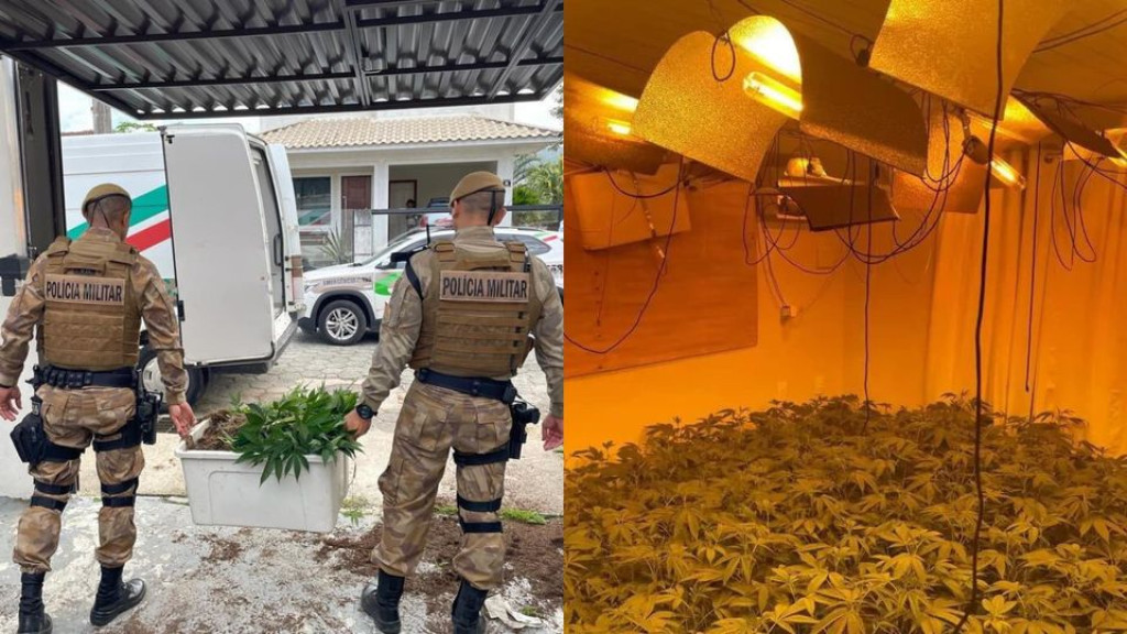 Polícia Militar fecha estufa de maconha com 337 pés da droga em Biguaçu