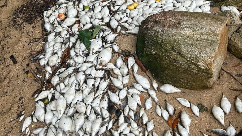 Microalga tóxica é detectada após morte de peixes em praias de São José e Florianópolis
