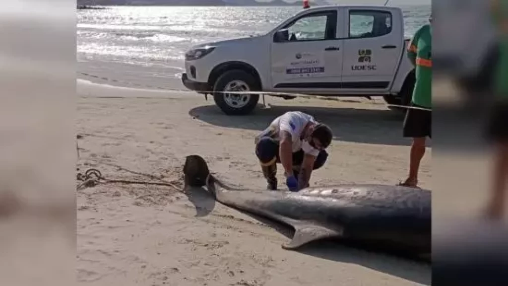 Boto-da-tainha com quase 3 metros é encontrado morto em praia de SC