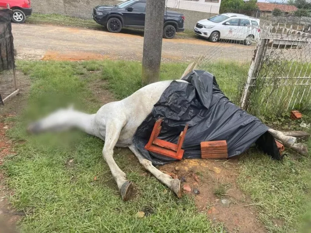 Égua morre após adolescentes acionar explosivo nas partes íntimas do animal, em Mafra