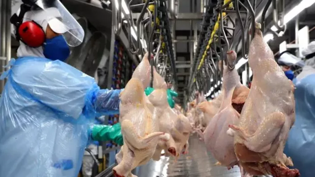 Santa Catarina registra recorde bilionário em exportação de carnes em 2023