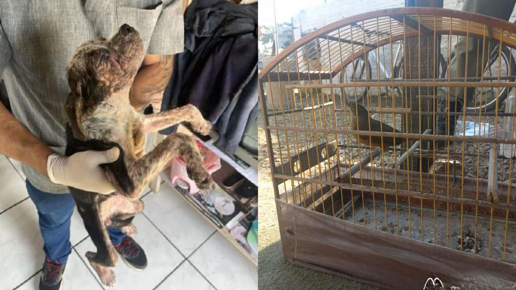 Aves e cães em situação de maus-tratos são resgatados em Porto Belo