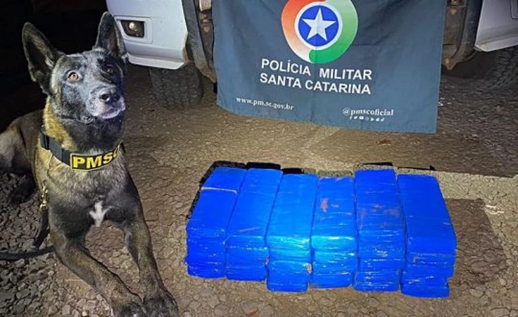 Cão farejador encontra mais de 20kg de drogas dentro de ônibus