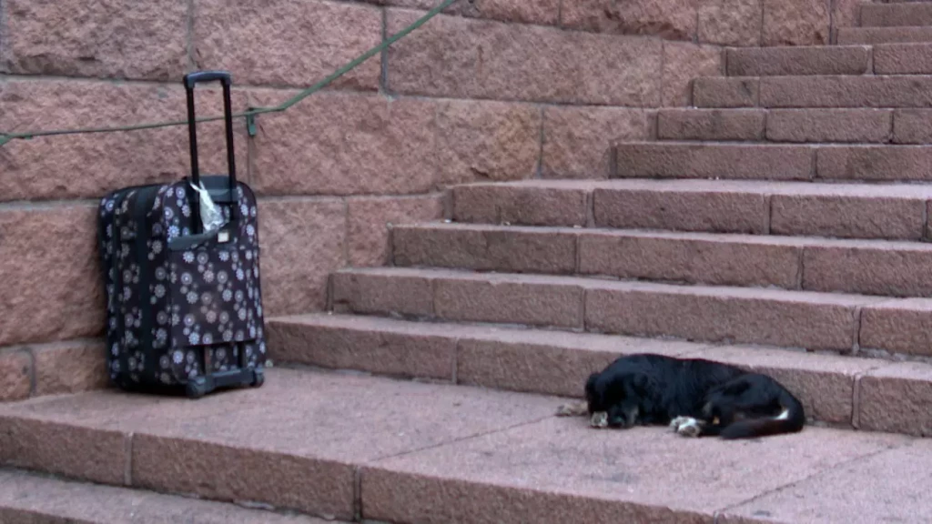 Cachorro fica esperando em escadaria dona esfaqueada durante briga