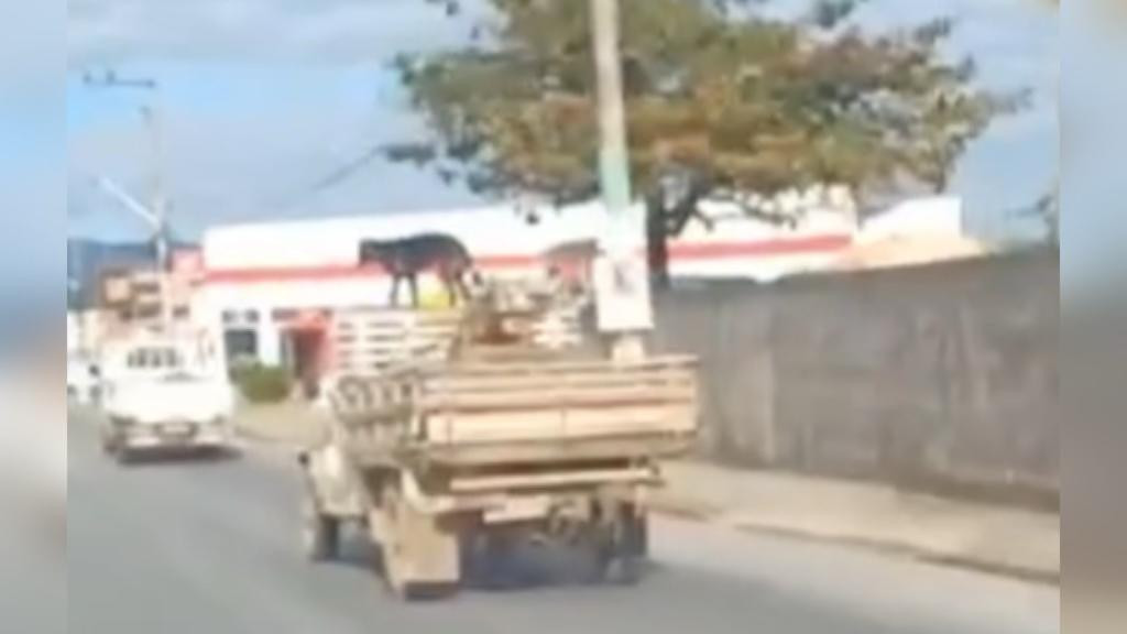 Motorista leva cachorro em cima de caminhonete em Tijucas e causa polêmica