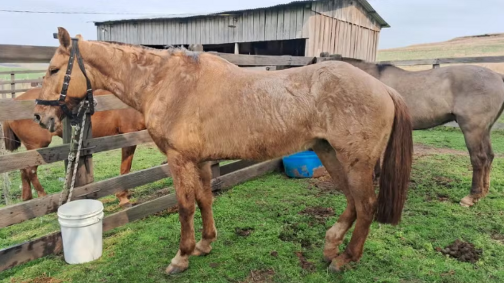 Cinco cavalos de grupo que conduz Chama Crioula morrem após comer planta nativa no RS