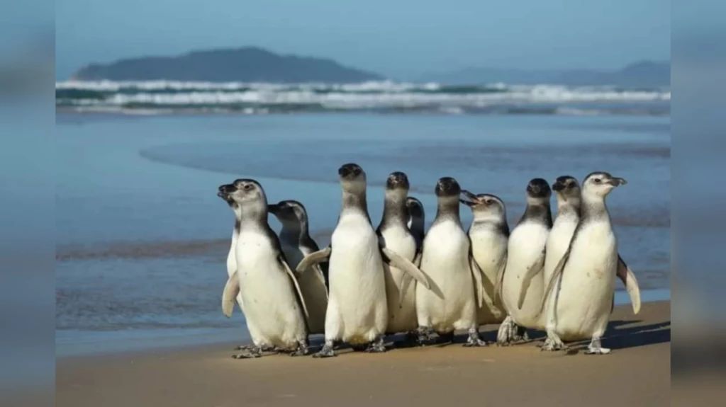 Pinguins  frequentam o litoral catarinense em busca de comida