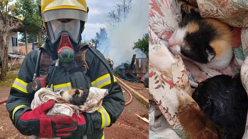 Milagre entre as chamas: Gata e seus filhotes são encontrados vivos em escombros após incêndio