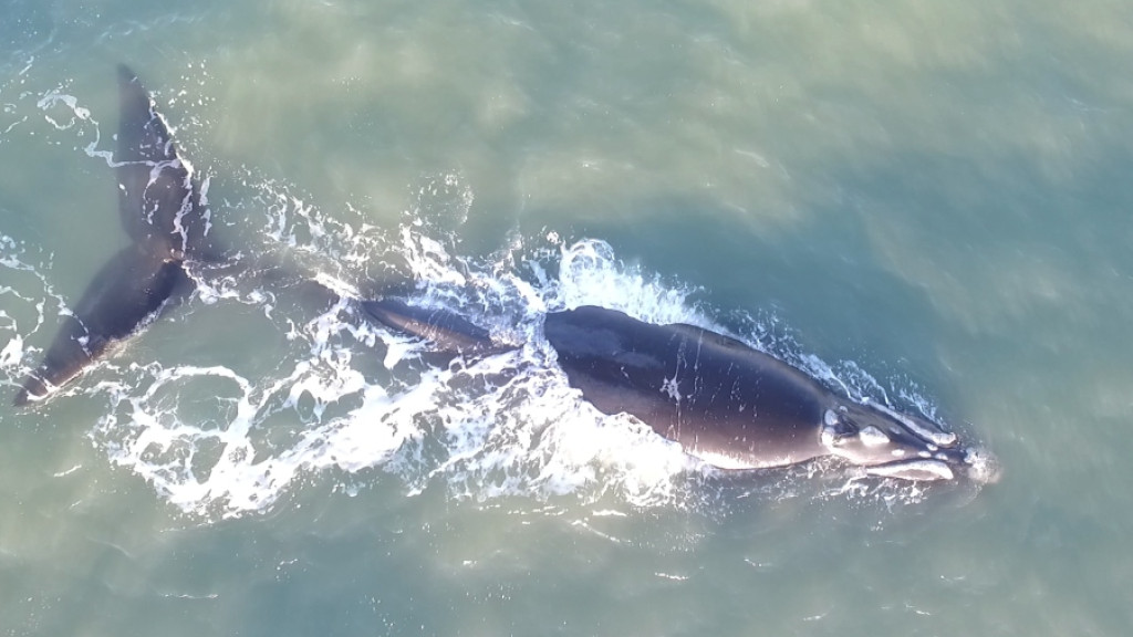 Primeiras baleias-francas são avistadas no Litoral catarinense