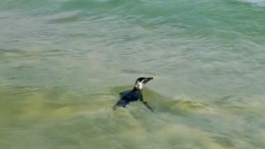 VÍDEO: Temporada de pinguins inicia em Santa Catarina