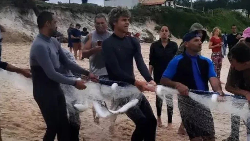Guga se junta a pescadores para puxar rede recheada de tainha em Florianópolis