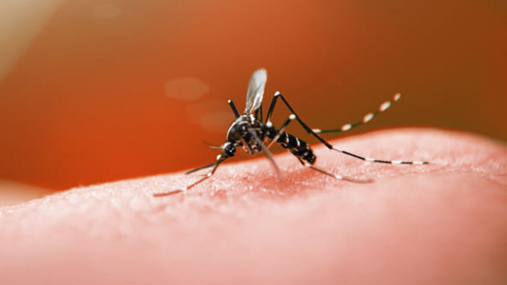 Santa Catarina enfrenta surto de dengue: 2023 registra quase 30 mil casos confirmados