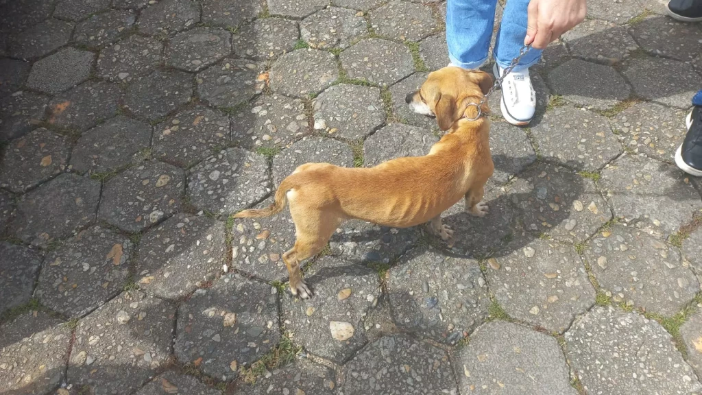Jovem é preso por maus-tratos a cães em São João Batista