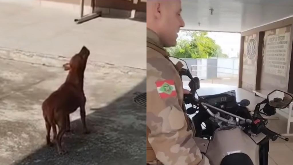 VÍDEO: Cachorro caramelo adotado pela PM de SC aprende a imitar sirene das viaturas