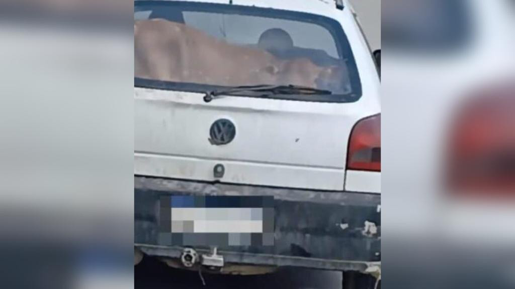 Vaca transportada no banco de passageiro de carro surpreende motoristas em SC