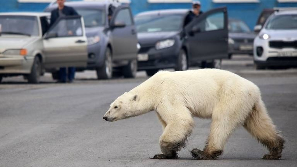 Morador de SC chama a PM após ver “urso polar” às margens de rodovia