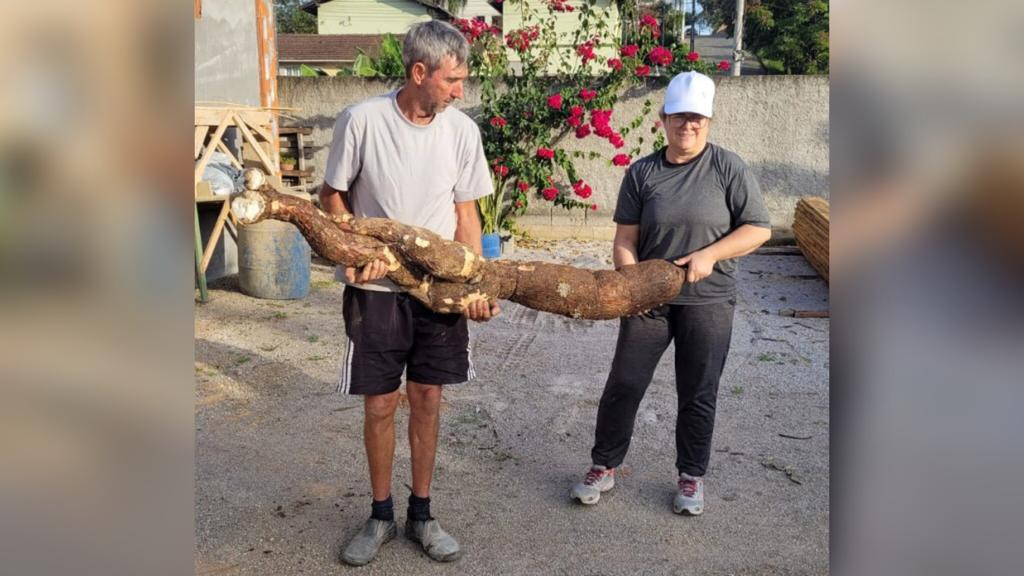 Casal colhe mandioca gigante de 30kg em horta caseira em SC
