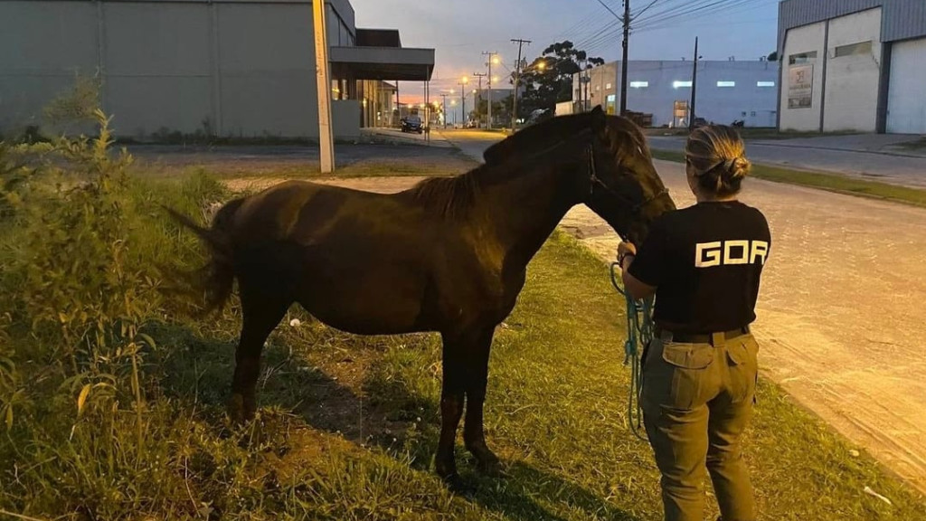 Cavalos abandonados em vias públicas são recolhidos em Tijucas e Itapema