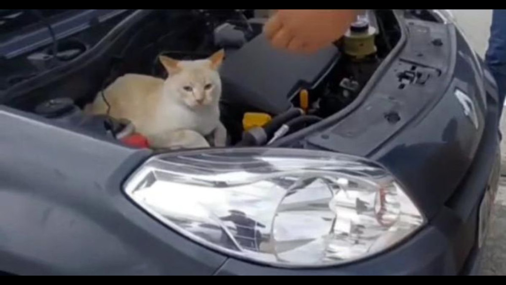 Gato escondido em motor de carro faz trânsito parar em Florianópolis
