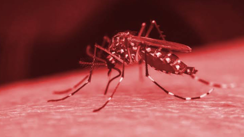 Blumenau confirma segunda morte por dengue