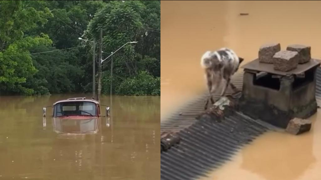 Caminhão é engolido por água e cão tenta se salvar em telhado de casa, em Rio do Sul
