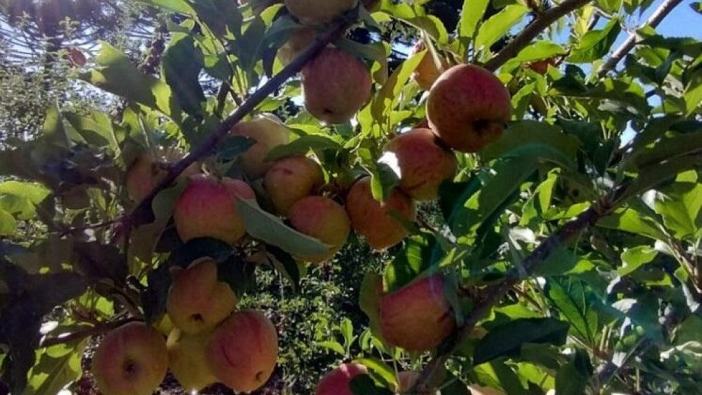 Produtores de maçã de Santa Catarina pedem que a fruta não seja negociada com a China