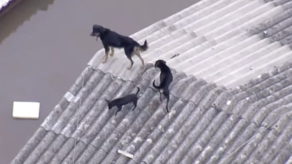 VÍDEO: Trio de cães pula de telhado em telhado para se salvar das enchentes do RS