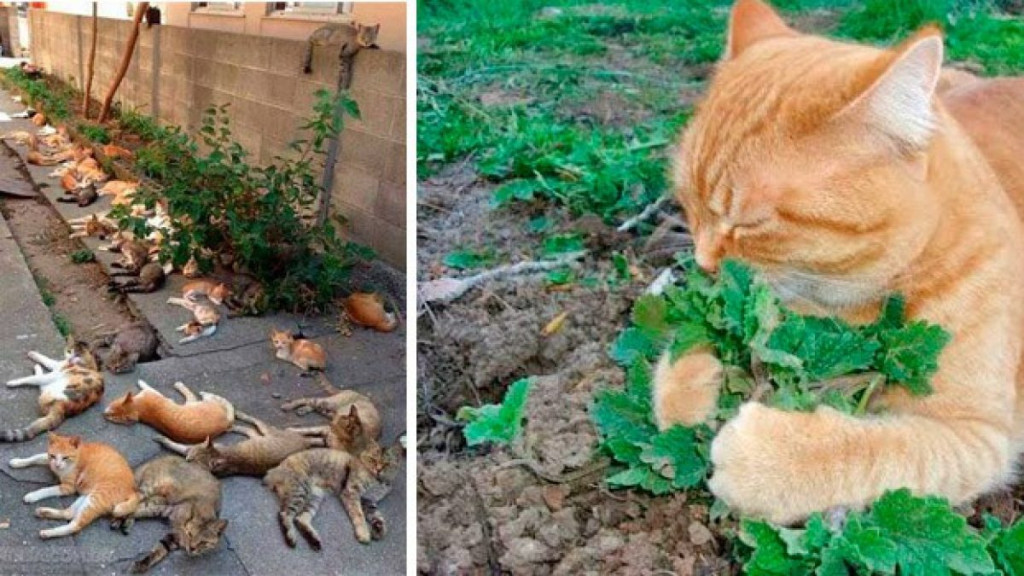 A erva do gato: a solução natural para o estresse e a ansiedade felina